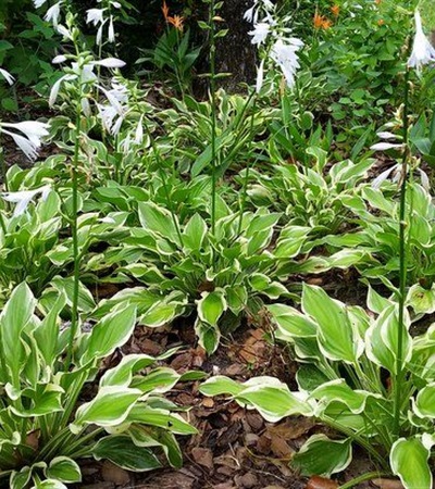 Hosta SunHosta™